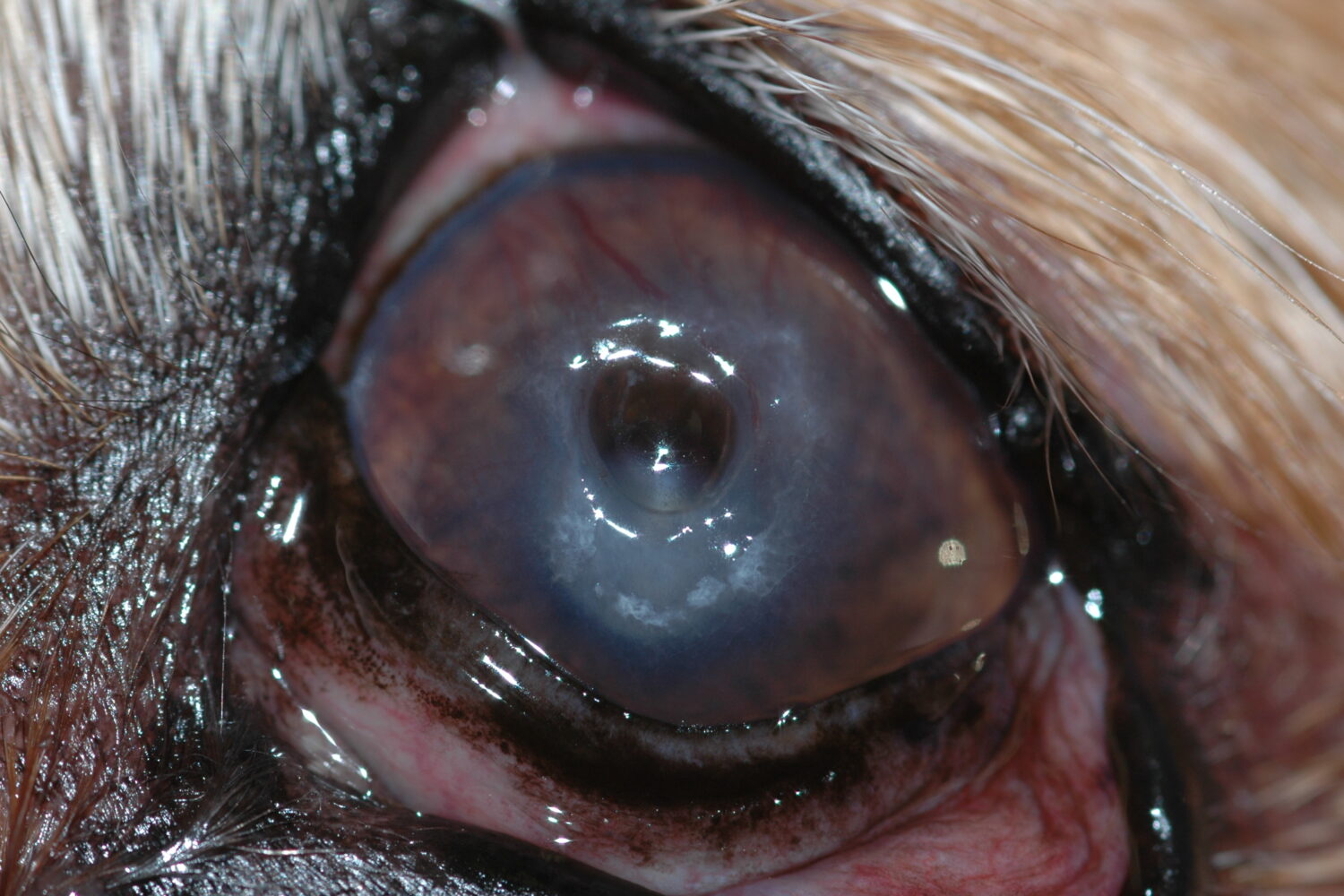 corneal-calcific-degeneration-calcium-deposits-in-your-dog-s-eyes