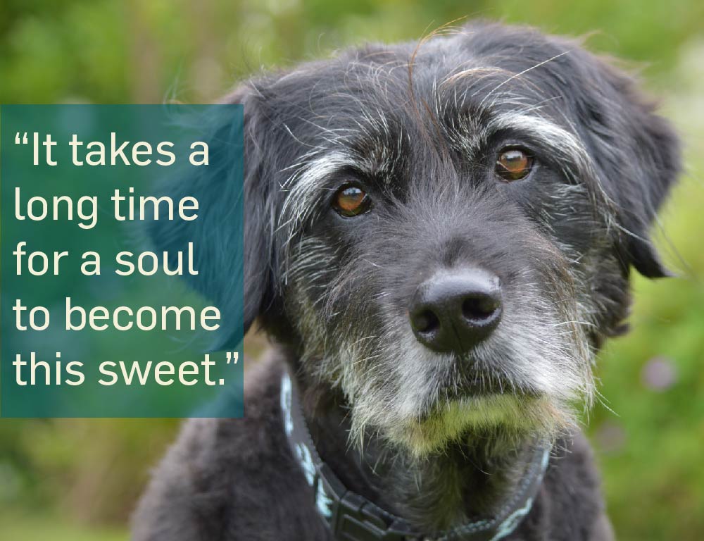 7 Important Lessons We Should Learn From Senior Pets - Ethos Veterinary