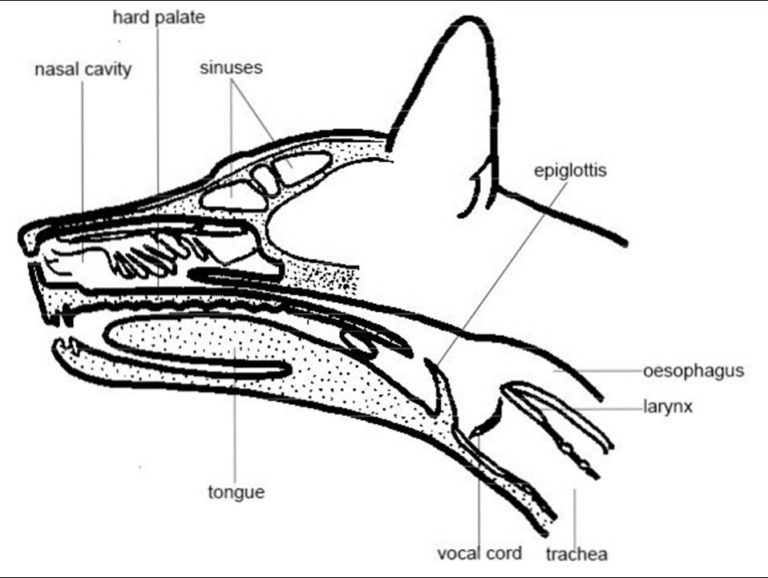 Nasogastric Tube - Placement, Materials & Procedure