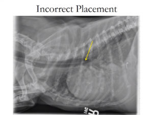 Nasogastric Tube Placement - Ethos Veterinary Health